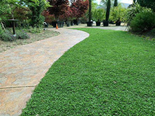 About Us - Kurapia - Drought Tolerant Groundcover