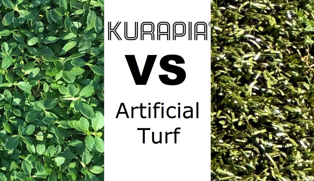 Kurapia vs Artificial Turf. Why Kurapia is Better