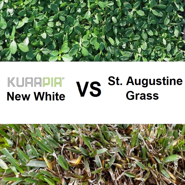 kurapia vs st. augustine grass