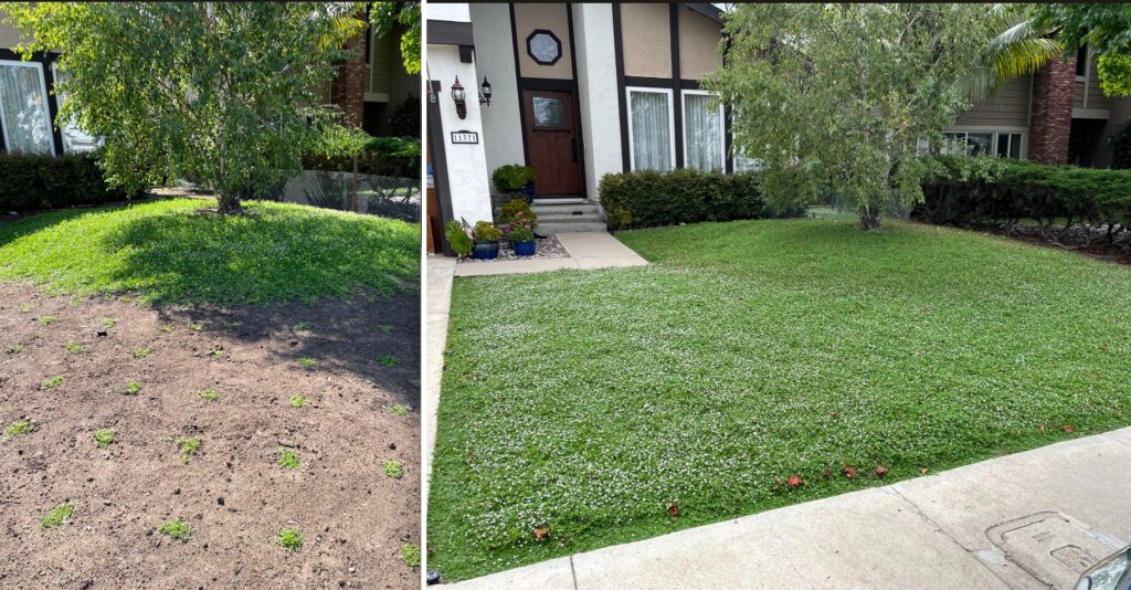 kurapia drought tolerant groundcover install