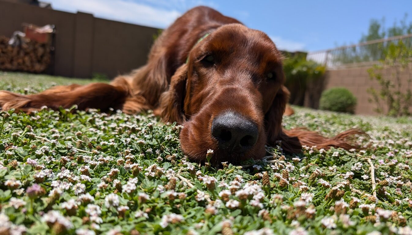 Kurapia Drought Tolerant Groundcover