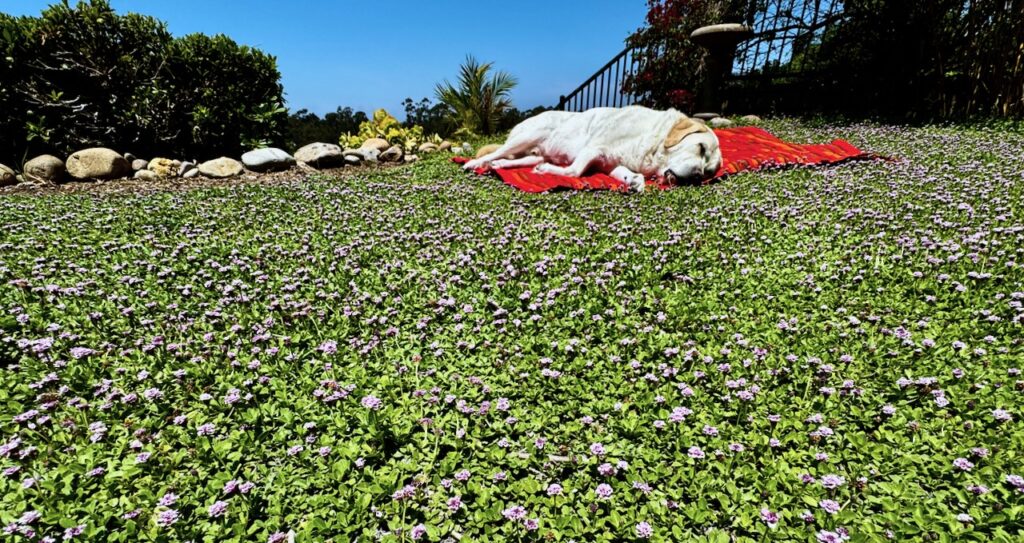 Kurapia drought tolerant ground cover 