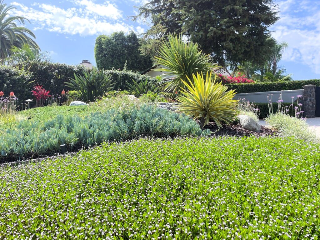 When Is Best Time to Plant Kurapia
