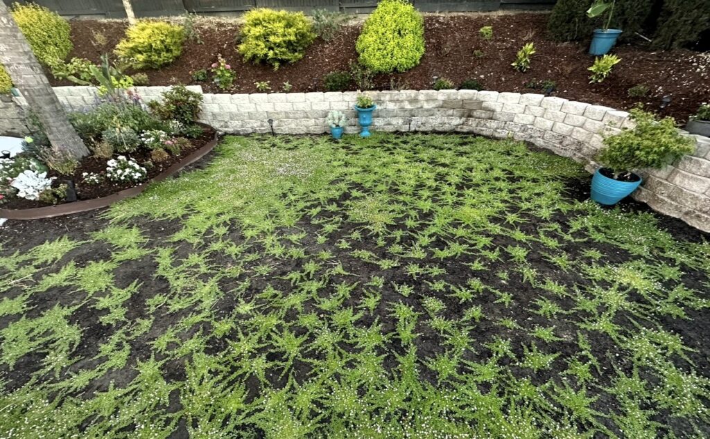 tips for landscapers installing kurapia