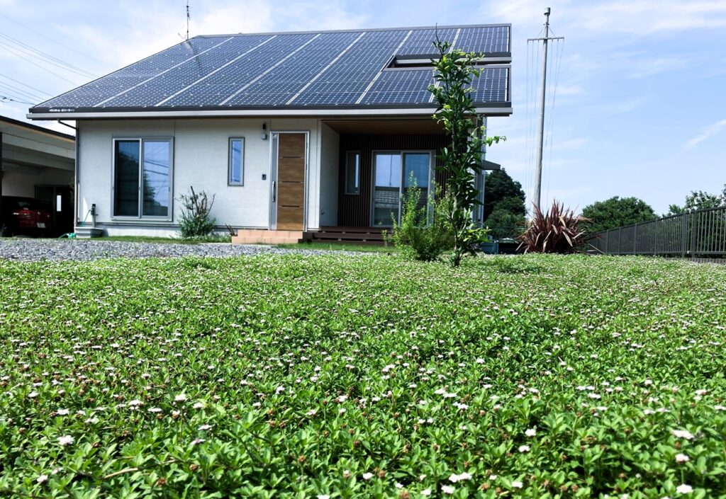 Key to Healthy Kurapia Lawn is Strong Roots