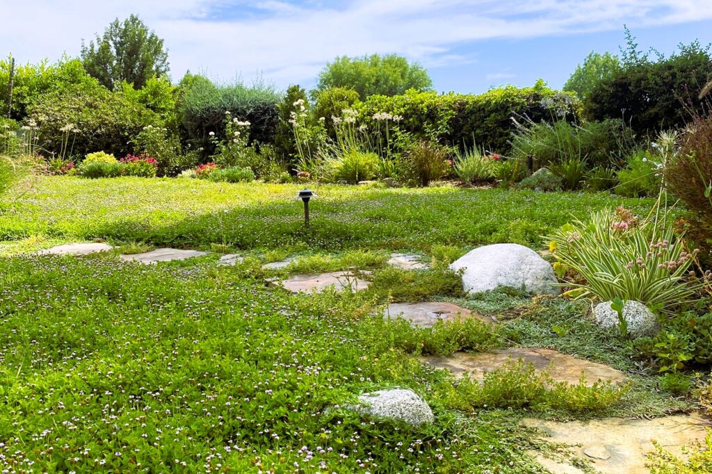 kurapia planting tips