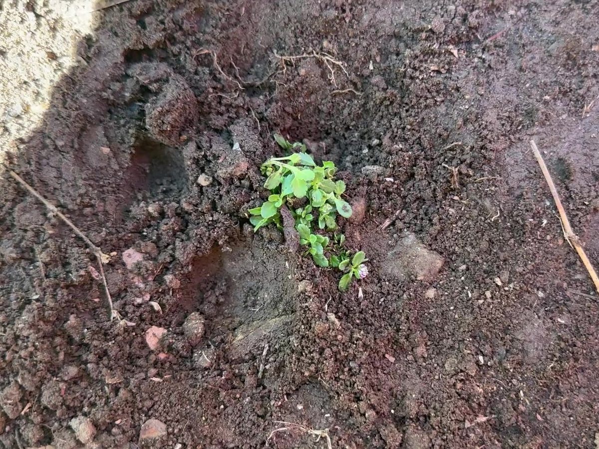 A Kurapia plug planted slightly below the soil surface with leaves above ground